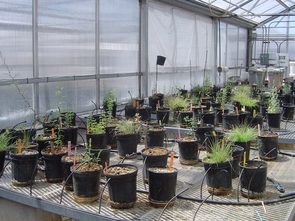 A preliminary greenhouse trial was conducted to find out which native desert plants could grow in the Iron King mine tailings without taking up metals. (Photo: Fernando Solis) A preliminary greenhouse trial was conducted to find out which native desert plants could grow in the Iron King mine tailings without taking up metals. (Photo: Fernando Solis)